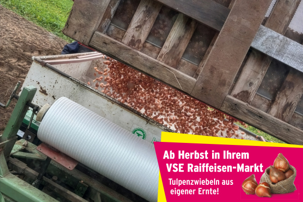 Über 15 Hektar mit 25 Sorten bepflanzt