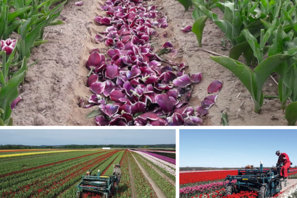 Pionierprojekt Tulpenzwiebeln