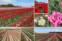 Große Farbvielfalt durch neue Tulpensorten