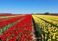 Tulpenzwiebeln