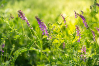 Wintergerste bis zu 20% im Plus Wintergerste bis zu 20% im Plus