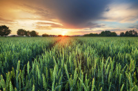 Ernte Wintergerste 2025 Ernte Wintergerste 2025