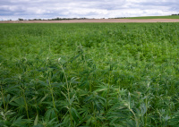 Gute Wachstumsbedingungen durch die aktuelle Wetterlage Gute Wachstumsbedingungen durch die aktuelle Wetterlage