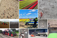 Reibungsloser Ablauf bei der Tulpenzwiebel-Ernte! Reibungsloser Ablauf bei der Tulpenzwiebel-Ernte!