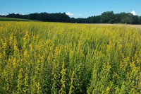 Ein weiteres Jahr Echte Goldrute geplant Ein weiteres Jahr Echte Goldrute geplant