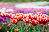 Flächenplanung für den Anbau 2025/2026