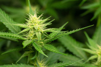 Einladung zur Feldbesichtigung am 17. November 2025 ab 14 Uhr