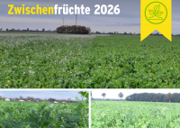 Zwischenfrüchte 2026