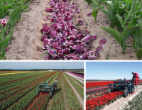 Pionierprojekt Tulpenzwiebeln