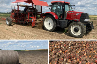 Tulpenernte 2026 Tulpenernte 2026
