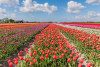 Tulpenanbau 2026/2027: Tulpenanbau 2026/2027: