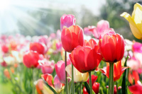 Besuch auf der Tulpenmesse in den Niederlanden